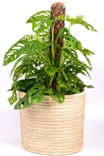 XL Monstera Adansonii in handwoven basket