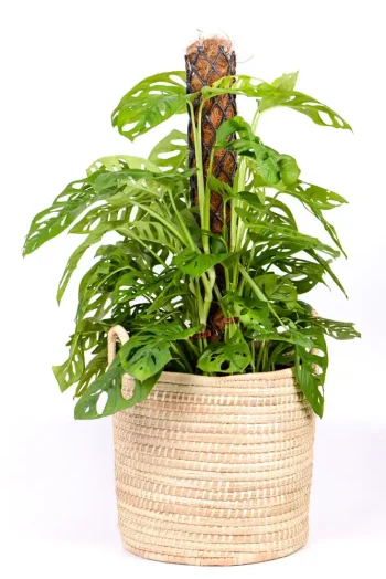XL Monstera Adansonii with moss pole