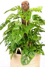 Full view of a XL Monstera Adansonii