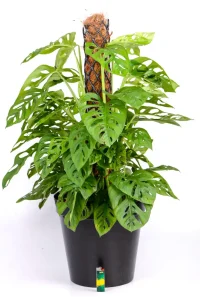 XL Monstera Adansonii in large black pot