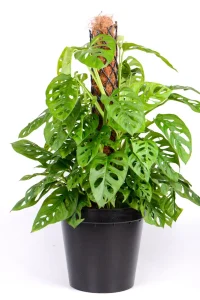 Established XL Monstera Adansonii