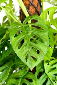 Close up of leaves of a XL Monstera Adansonii