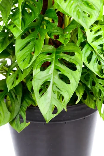 Full and bushy XL Monstera Adansonii