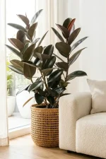 Tall Ficus Abidjan next toi a bright window in handwoven basket