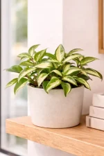 Hoya Krimson Princess on woodedn shelf