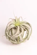 Full picture of a Airplant Xerographica with cascading fronds.