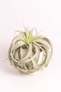 Full picture of a Airplant Xerographica with cascading fronds.