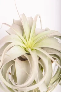 Airplant Xerographica covered in trichomes