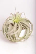 Front view of a Airplant Xerographica with cascading leavers