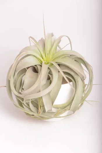 Front view of a Airplant Xerographica with cascading leavers