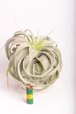 Airplant Xerographica next to a light to compare size