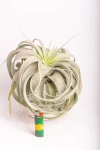 Airplant Xerographica next to a light to compare size