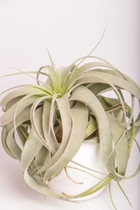 Side view of an airplant xerographica