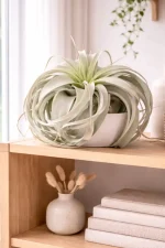 Airplant Xerographica in side shelf next to bright window