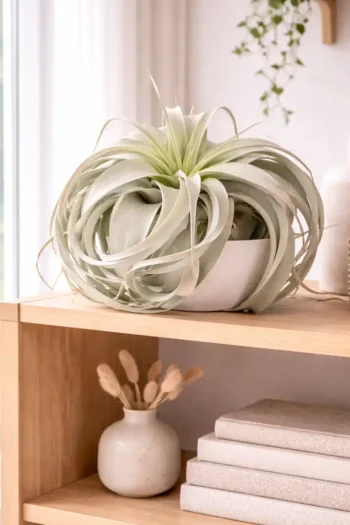 Airplant Xerographica in side shelf next to bright window
