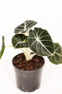 Full pot of an Alocasia Black Velvet
