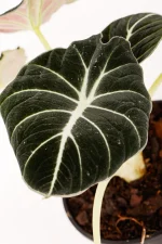 Contracting white veins and black leaves of Alocasia Black Velvet