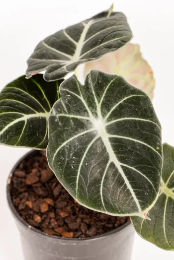 Close up of multiplease leaves of an Alocasia Black Velvet