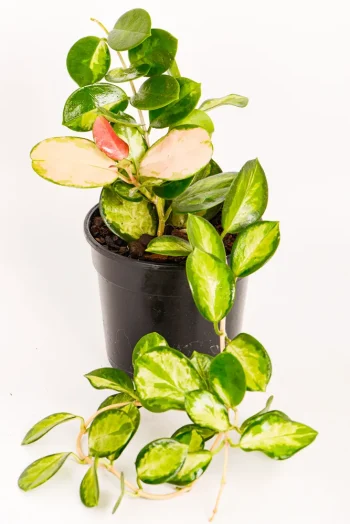 Fron views of a Hoya Australis Lisa in a black pot