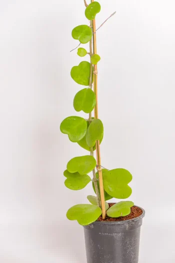 Hoya Kerrii on climbing stake