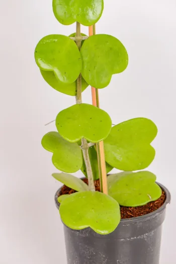 Multiple leaves of Hoya Kerrii