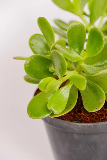 Close up of a thick leaves of a jade money plant