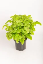 Full and lush Maidenhair Lady Geneva with cascasding fronds