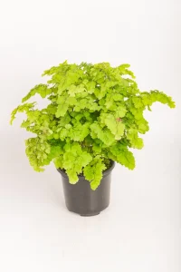Full and lush Maidenhair Lady Geneva with cascasding fronds