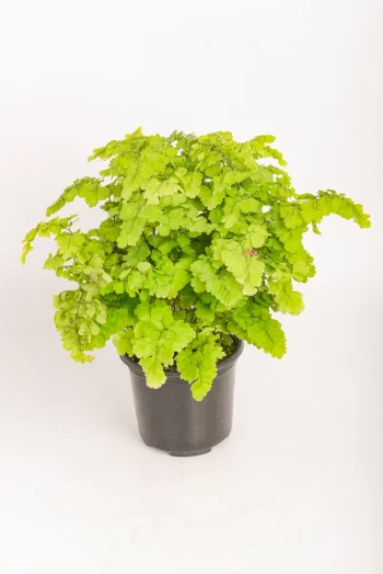 Full and lush Maidenhair Lady Geneva with cascasding fronds