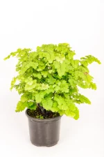 Top view of a Maidenhair Lady Geneva