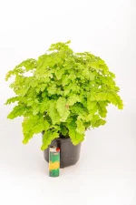 Side view of a Maidenhair Lady Geneva