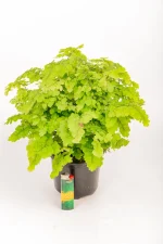 Maidenhair Lady Geneva with a lighter next to it for size comparison