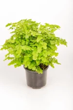 Front view of a Maidenhair Lady Geneva