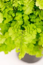 Maidenhair Lady Geneva with delicate fronds.