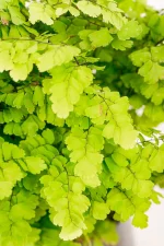 Sofe and dense foliage of a Maidenhair Lady Geneva