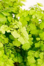 Macro shot of a Maidenhair Lady Geneva showing compacted fronds