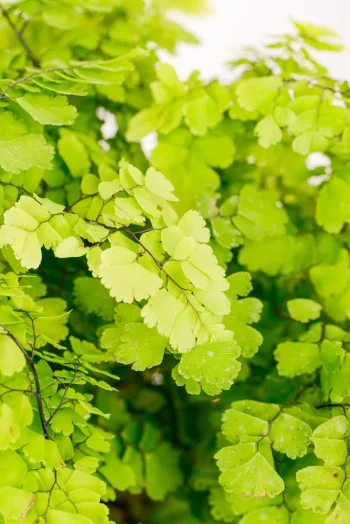Macro shot of a Maidenhair Lady Geneva showing compacted fronds