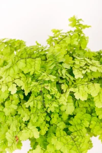 Close up of dense foliage of a Maidenhair Lady Geneva