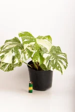 Top view of a Monstera Crème Brûlée with multiple leaves.