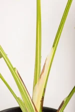 Upclose picture of the variegation of a Monstera Crème Brûlée