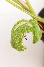 Small and oldes leaf of a Monstera Crème Brûlée