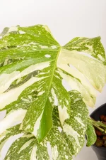 Large variegated cremy leaf of a Monstera Crème Brûlée