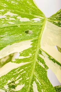 Monstera Crème Brûlée leaf start off with fenestratiopn