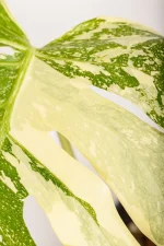 Macro image of Monstera Creme Brulee multi coloured variegation
