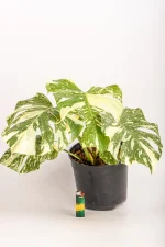 Full front view of a Monstera Crème Brûlée with multiple leaves and consistent varigation