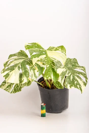Full front view of a Monstera Crème Brûlée with multiple leaves and consistent varigation