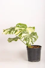 Side view of a Monstera Crème Brûlée