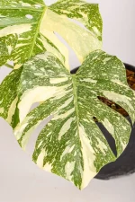 Monstera Crème Brûlée starting with fenestration