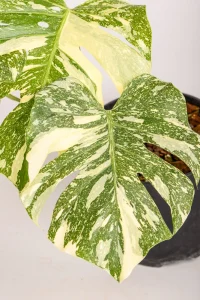 Monstera Crème Brûlée starting with fenestration