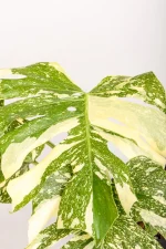 Middle leaf of a Monstera Crème Brûlée
